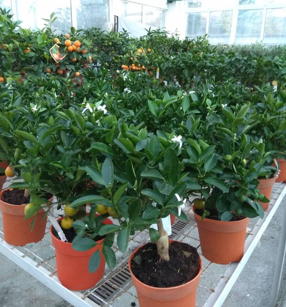 Новая поставка цитрусовых растений в Клубе тропических растений!