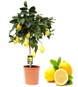 Купить комнатное Лимонное Дерево