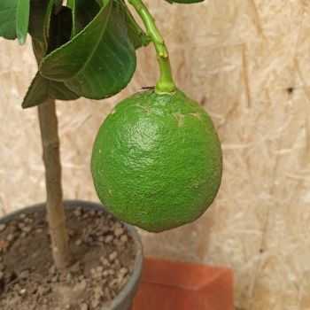 Цитрус Липо (гибрид лимона и грейпфрута), d 22см